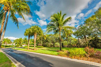 Professionally trimmed palm trees in Ft. Myers, FL.