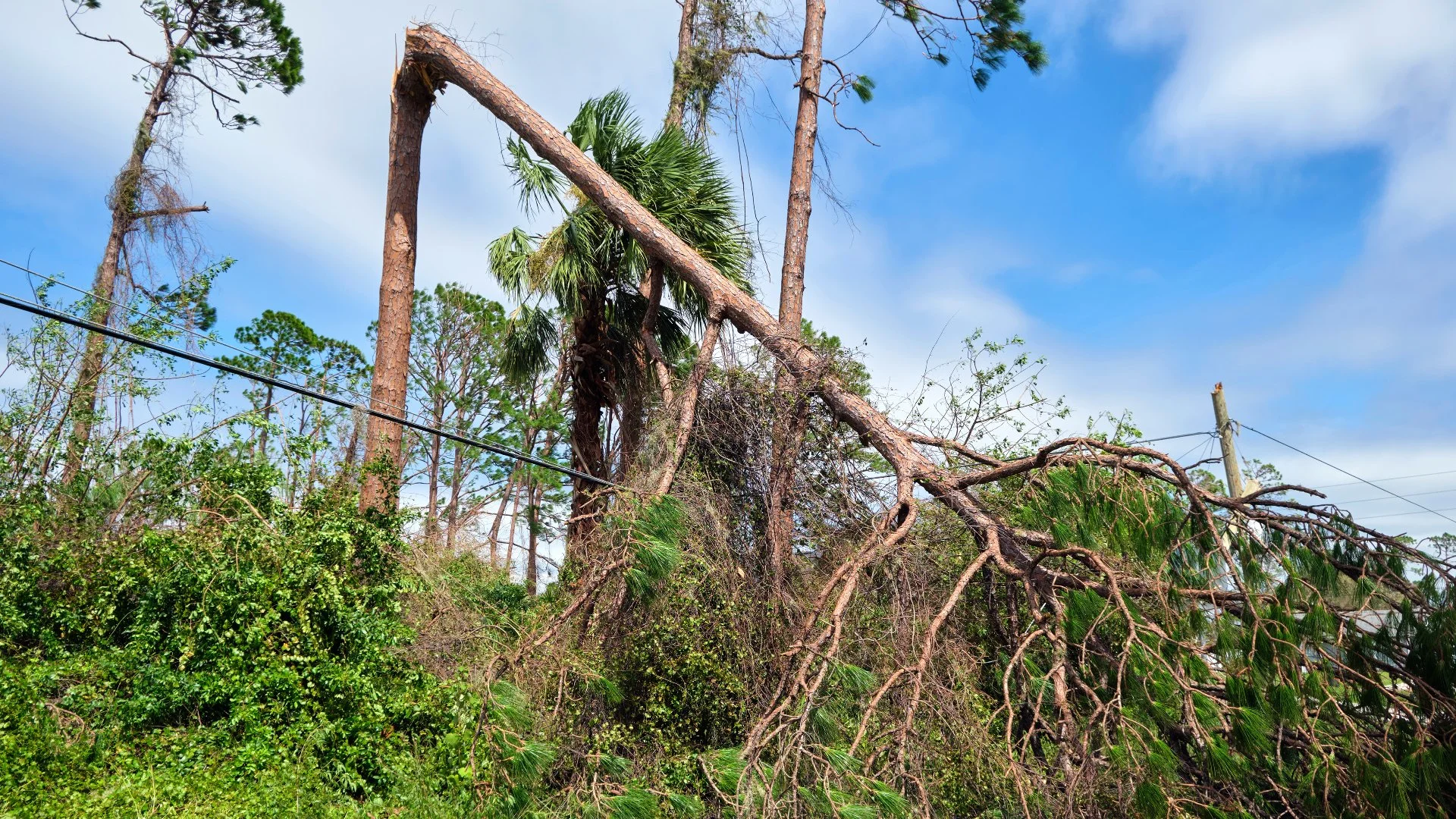 Can Trees Withstand High Winds From Storms?